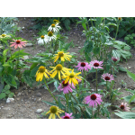 Echinacea-Hybride 'Paradiso'