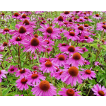 Echinacea purpurea