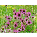 Echinacea tennesseensis