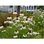 Echinacea purpurea 'Alba'