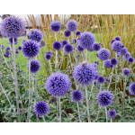 Echinops ritro