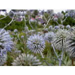 Echinops sphaerocephalus