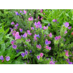 Echium plantagineum 'Rose Bedder'