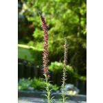Echium russicum