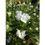Echium plantagineum 'White Bedder'