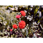 Emilia coccinea 'Scarlet Magic'