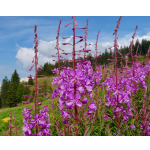 Epilobium angustifolium