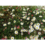 Erigeron karvinskianus