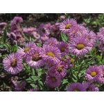 Erigeron speciosus 'Rosa Juwel'