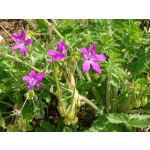 Erodium manescavii