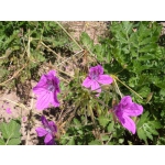 Erodium manescavii