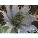 Eryngium giganteum