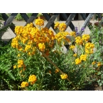 Erysimum x allionii