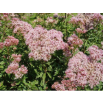 Eupatorium cannabinum