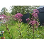 Eupatorium maculatum