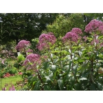 Eupatorium maculatum