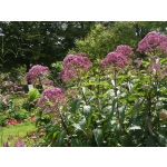 Eupatorium maculatum