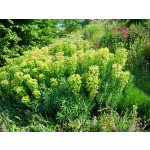 Euphorbia characias