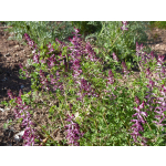 Fumaria officinalis