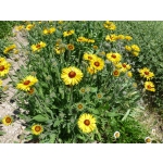 Gaillardia aristata (Wildform)