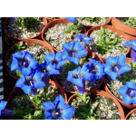 Gentiana acaulis