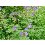 Geranium pratense