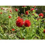 Gomphrena haageana 'Strawberry Fields'