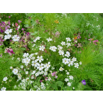 Gypsophila elegans 'Covent Garden'