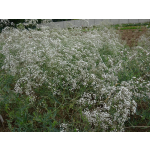 Gypsophila paniculata