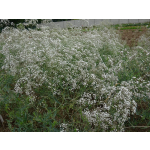 Gypsophila paniculata