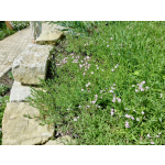 Gypsophila repens 'Rosea'