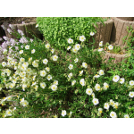 Helianthemum apenninum