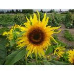 Helianthus annuus 'Astra Yellow Brown'