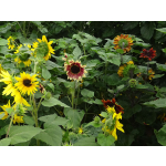 Helianthus annuus 'Autumn Beauty Mix'