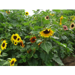 Helianthus annuus 'Autumn Beauty Mix'