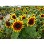 Helianthus annuus 'Dwarf Bicolour'