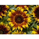 Helianthus 'Orange Mahogany Bicolour' (F1)