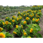 Helianthus annuus 'Teddybaer' (Dwarf Sungold)'