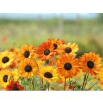 Helianthus debilis 'Soluna Bronze'