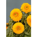 Helianthus annuus 'Double Sunking'