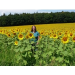 Helianthus annuus