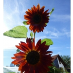 Helianthus annuus 'Crimson Queen'