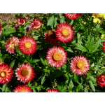 Helichrysum bracteatum 'Swiss Giants-Mix'