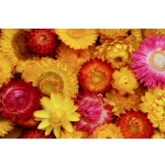 Helichrysum bracteatum 'Swiss Giants-Mix'