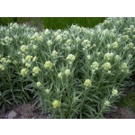 Helichrysum thianshanicum 'Goldkind'