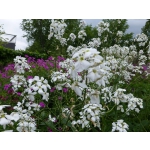 Hesperis matronalis 'Alba'