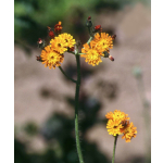 Hieracium aurantiacum