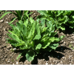 Hieracium prenanthoides