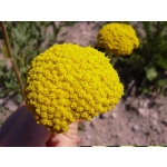 Achillea filipendulina 'Parkers'