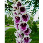 Digitalis purpurea 'Mixed Colours'